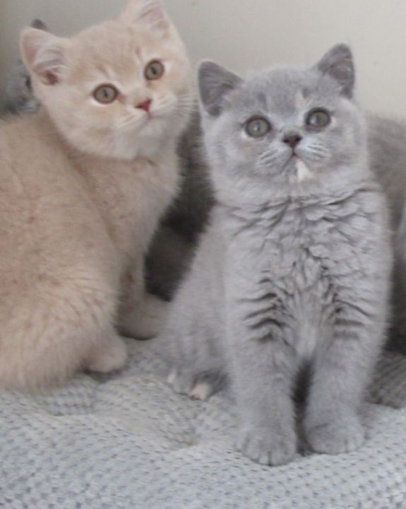 Lovely British Shorthair Kittens For Sale دبي مون
